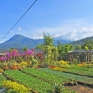 Wisata Bunga Sidomulyo